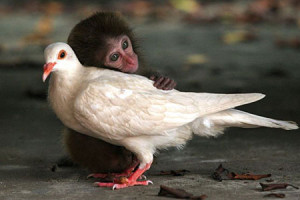 baby mokey with dove